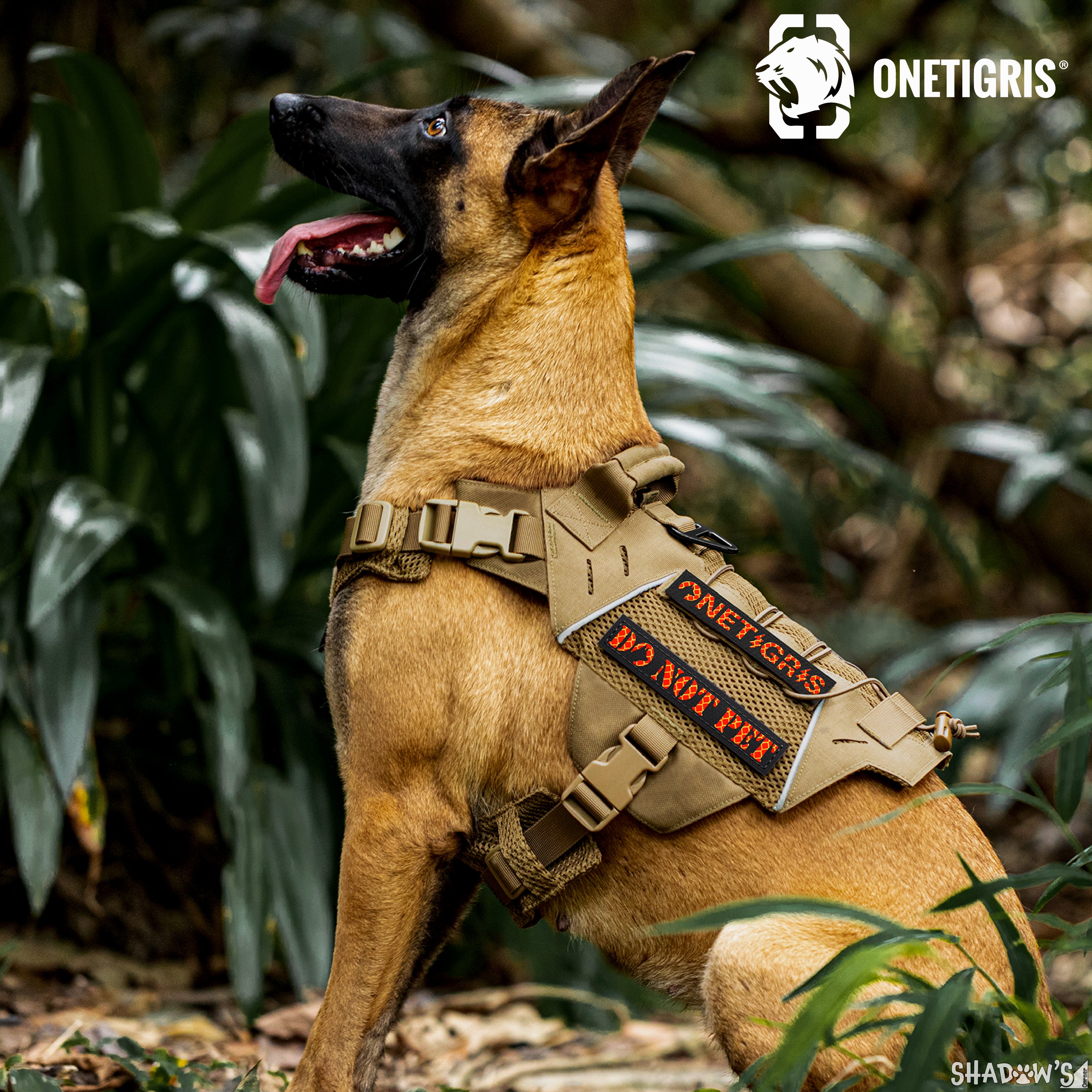 Malinois tactical outlet harness