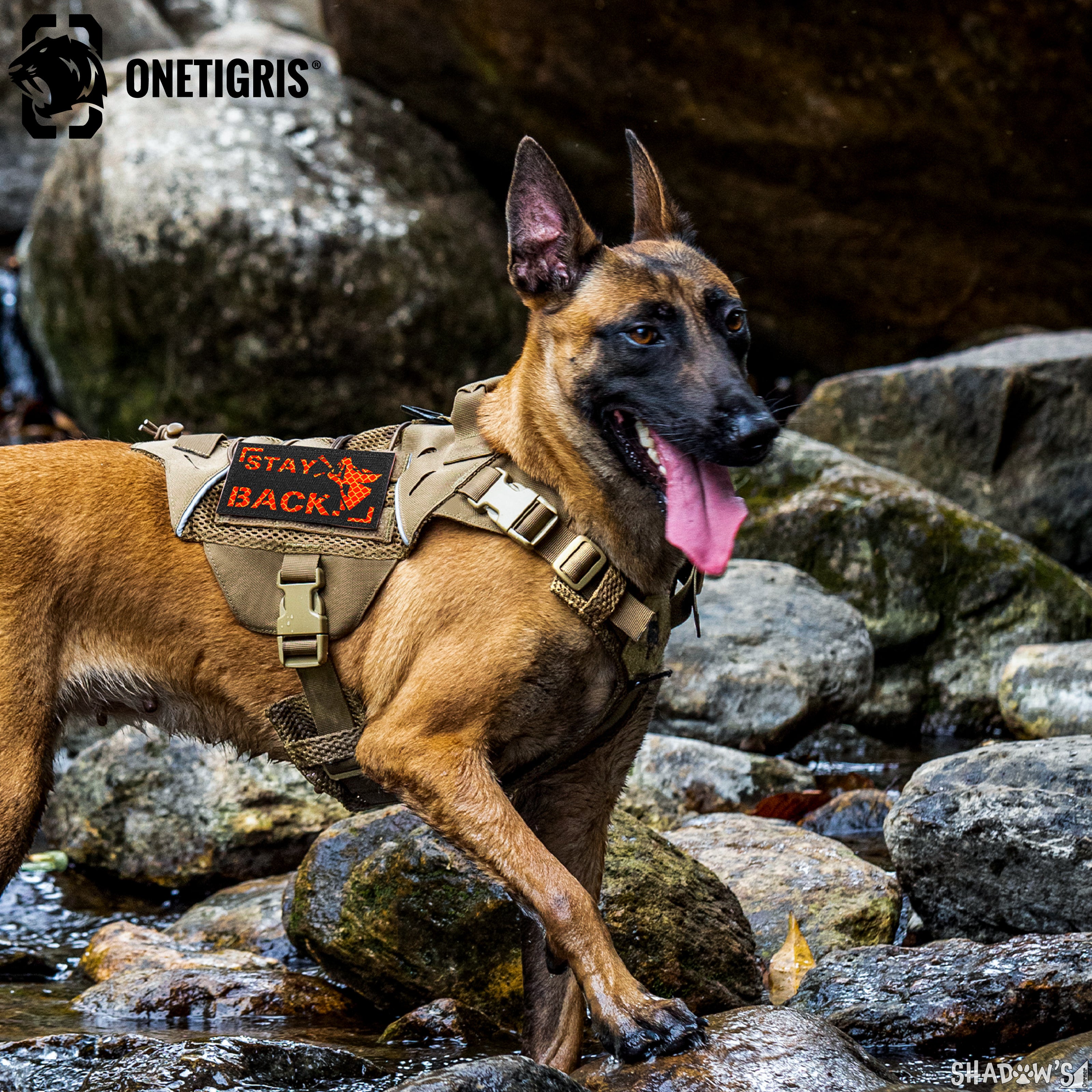 Malinois 2024 tactical harness